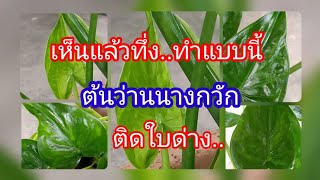 ทำต้นนางกวักใบเขียวๆให้ติดใบด่าง