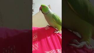 Talking Parrot 🦜 Mithu Sita Ram 😱 #shorts #viral #youtubeshorts #talkingparrot #sitaram #anuandsuji