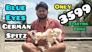 মাত্র 3599 টাকায় German Spitz Puppy 😳🔥| Low Price Puppy In Howrah | Cheapest Dog Kennel In Kolkata