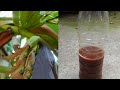 organic Banana flower fertilizer for all the plants