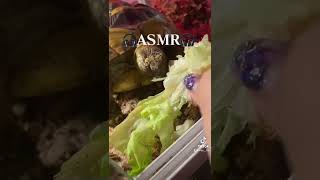 【ASMR】レタスをムシャムシャ食べるリクガメの音が良い #reptiles #爬虫類 #fyp #ヘルマンリクガメ #turtle