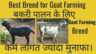 Goat Breeds for Farming|बकरी पालन के लिए सर्वश्रेष्ठ!Goatfarming#Goatbreeds#Goatfarm by Dairy Ocean