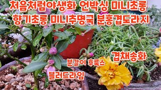 #채송화 #블러드라임 #후룩스6종 #분갈이 분홍겹도라지 처음처럼야생화 언박싱