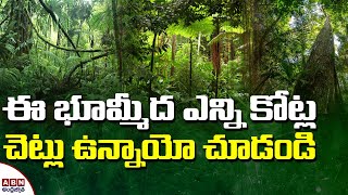 ఈ భూమి మీద ఎన్ని కోట్ల చెట్లు ఉన్నాయో తెలుసా? How Many Crores Of Trees On The Earth?