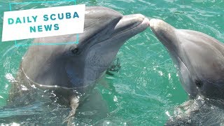 Daily Scuba News - WTF is going on at the dolphinaris in Arizona