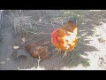 chickens enjoy sand spa please read description 母雞只要一放晴必搶洗沙浴 請看描述欄