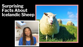 5 Surprising Facts About Icelandic Sheep - You won't believe #4!