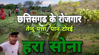 छत्तिसगढ़  के रोजगार || PAN TORAI  || तेन्दु पत्ता /पान टोरई || CG DILESH \u0026 CG ki VINES