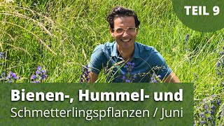 TOP Bienen-, Hummel- Schmetterlingspflanzen, wahre Pioniere