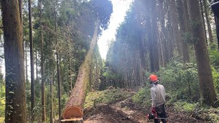 林業歴4ヶ月目　大径木伐採#deforestation #forestry #forestmanagement