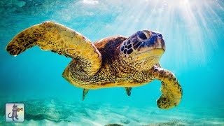 Giant Sea Turtles ~ Stunning Underwater Scenery & Relaxing Music • 12 HOURS