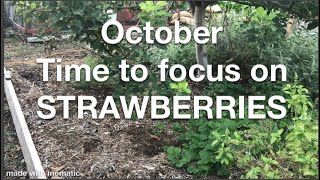 How to grow strawberries in Texas