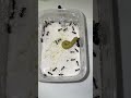 アリの巣にわさびあげてみた　14日目 insects 蟻の巣 ants クロオオアリ アリ アリの巣 わさび