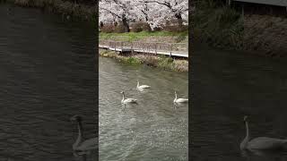 🌸🌸桜と白鳥🦢🦢　盛岡市　高松の池　４月１２日　😎👍📱