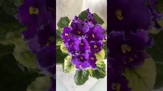 Фиалка НГ- Утоли Мои Печали                             #flowers #gardens #violet #сенполии