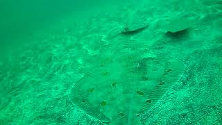 Big plaice 10 pound + underwater video