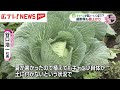 キャベツが高い！　葉物野菜の価格高騰いつまで　広島