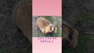 #ニホンアナグマ #クロ♀ #富山市ファミリーパーク