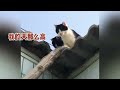 客家话配音搞笑视频之鹅追老虎 hakka dubbing funny video goose chasing tiger