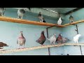 American Giant Homer Pigeon Alamgir pigeon loft