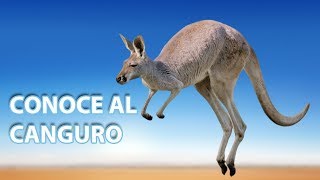 Cómo viven los canguros | Vídeos de animales para niños