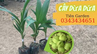 Giới thiệu giống cây dừa dứa chất lượng | Tiên Garden | 0343434651