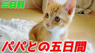 トイレでふんばる時の真剣な表情が可愛すぎる子猫…♡[包帯猫のいきる君]