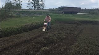 Cutting Cranberry Vines