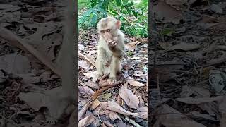 little monkeys abandoned orphaned to lived in jungle nature they find food themselves(short videos)