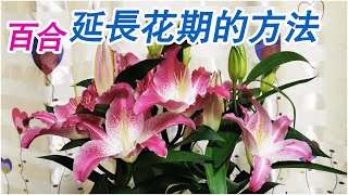 百合花延長花期的方法~超簡單有效，只需要剪一剪，拽一拽就OK啦🌷🌷