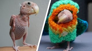 Adorable Naked Bird Becomes Internet Sensation