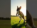 baby kangaroo hops around in the field – so playful 🦘💨