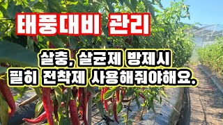 고추밭 태풍이 오기전 철저하게 관리해서 피해 줄여요.