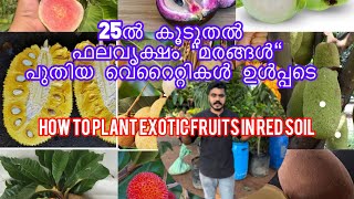 25 exotic and normal varieties of fruits plants  planting.        #kerala #kochi #trending #viral