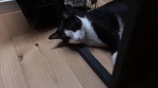 涼しい場所を見つけるのが上手な猫たち