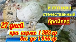 Отличные бройлеры! 🐤👍 Что едят, что пьют, вид, вес бройлеров в 27 дней.