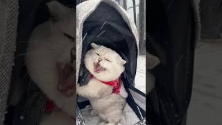 Cats love snow 🌨️😻 #cat #funnyanimal #foryou #funny #funnypetslife #funnycat #funnypet #cat #cats