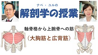 軸骨格から上腕骨への筋　(大胸筋と広背筋）