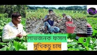 মুখি কচু/কচুর মুখি চাষ পদ্ধতি।বিঘাপ্রতি ২০-২৫ হাজার টাকা বিনিয়োগে ৪-৫ মাসে ৮০-৯০ হাজার টাকা লাভ