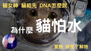 貓怕水的7大原因｜貓女神、貓祖先、DNA怎麼說｜貓特藍提斯Catlantis