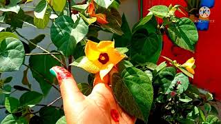 852.Care And All Information About Sea Hibiscus plant.Flowering On My Tiliaceus Hibiscus plant.