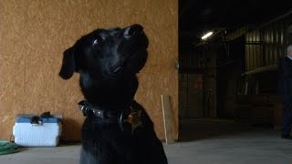 Meet Ruger the K9 who can sniff out electronics that contain child porn