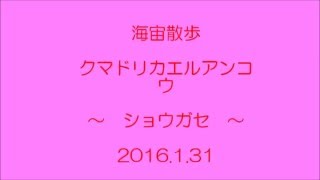 みなべ＆田辺の海　クマドリカエルアンコウYG　2016.1.31