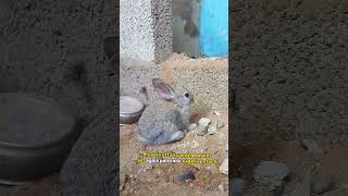 🐰💥முயல் குட்டி Cage ‼️⁉️ ல போட்டு அடச்சாசு 🐰💥‼️😱⁉️💦🌿#trending #tamil #rabbite #rabbitrabbit #rabbit