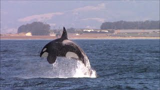 Breaching Orca Killer Whales Monterey, California