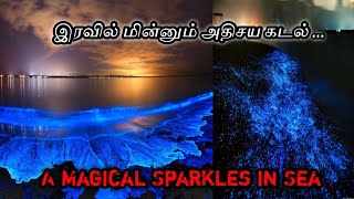 Magical Sea | இரவில் மின்னும் அதிசய கடல் | இரவில் ஜொலிக்கும் கடல் | @Know your Sense