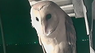 פרויקט קינון תנשמות 2018.       The 2018 Owl Nesting Project.