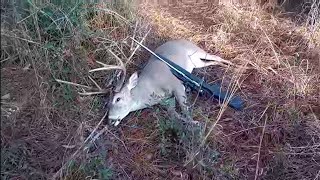 My First Public Land Alabama Buck 2023!