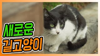 비 온 뒤 새로운 길고양이들이 나타났습니다 #feeding cat #stray cat