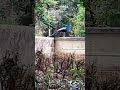 peacock at our compound wall ... vrishabhavathi river bengaluru